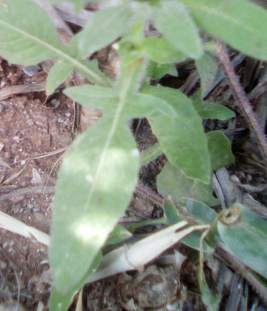 Annexe IMG_20200504_170416_787.JPG