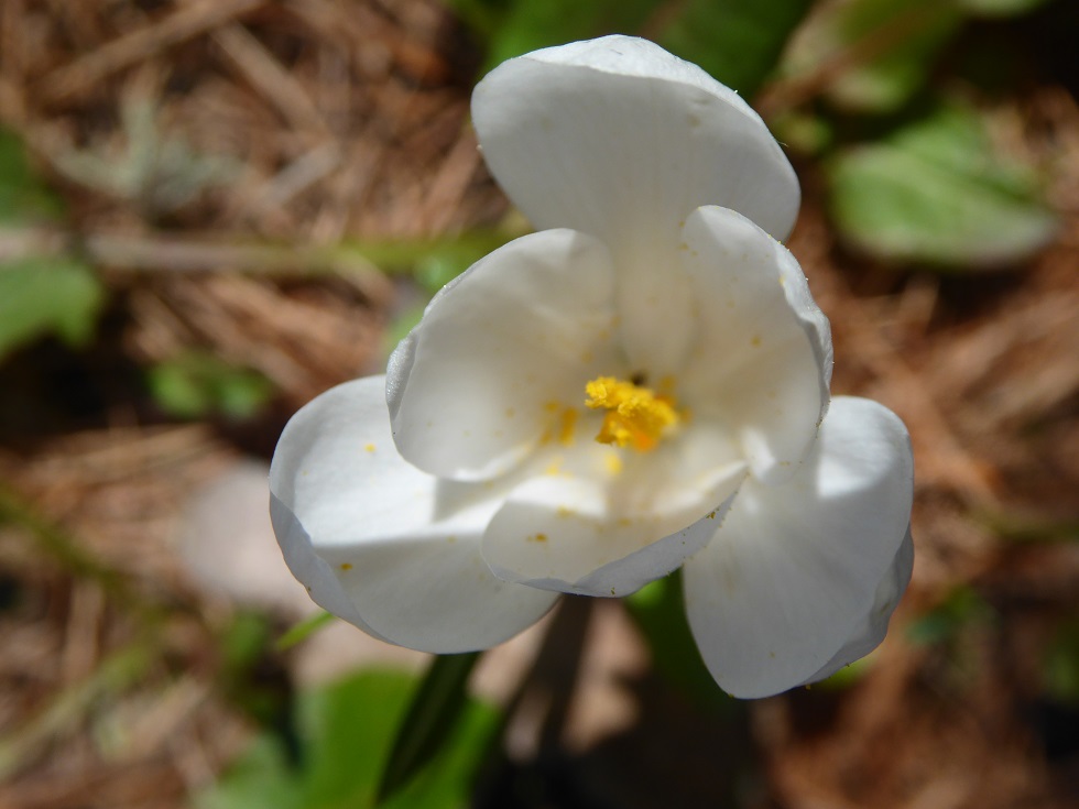 Annexe Fleurs vu dessus.JPG