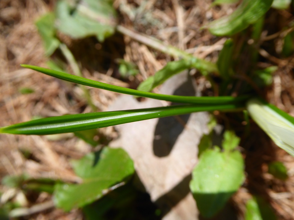 Annexe feuilles base.JPG