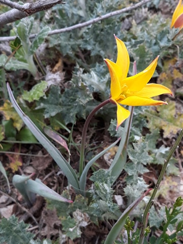 Annexe Tulipe sauvage 1.jpg