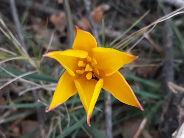 Annexe tulipe sauvage 2.jpg