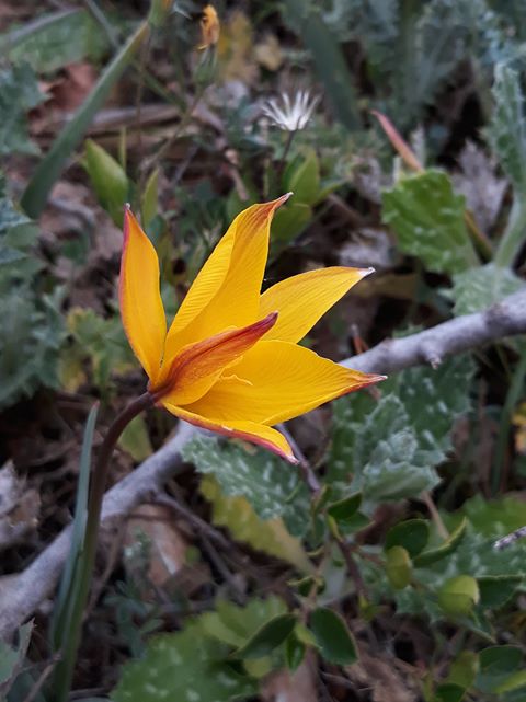 Annexe tulipe sauvage 3.jpg