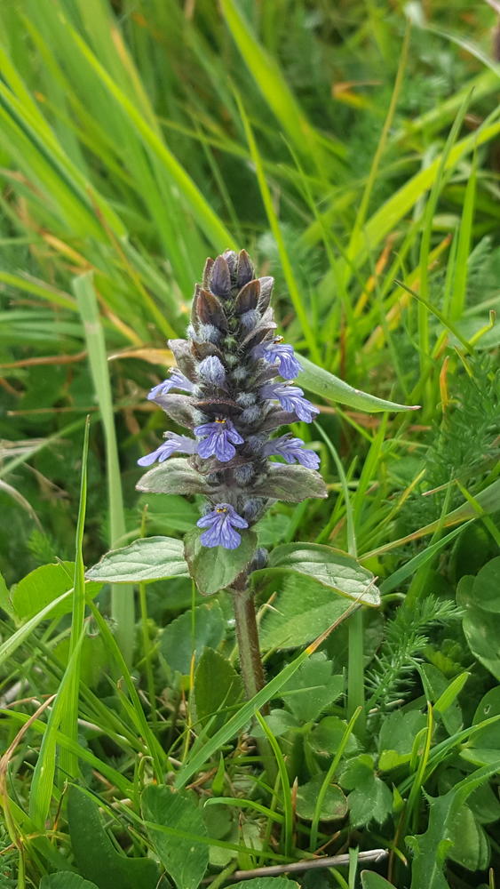 Annexe Vipérine commune.jpg