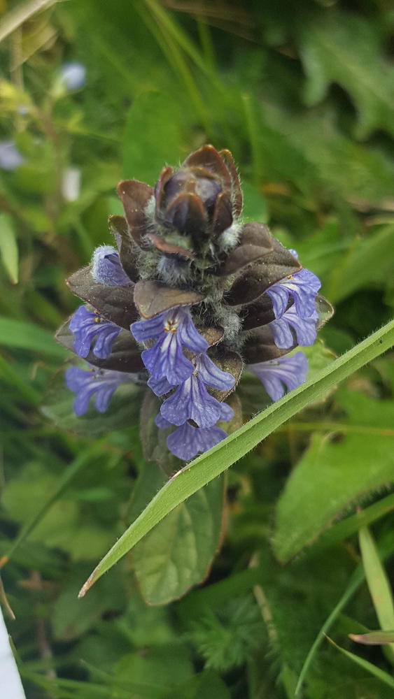 Annexe Vipérine commune_inflorescence.jpg