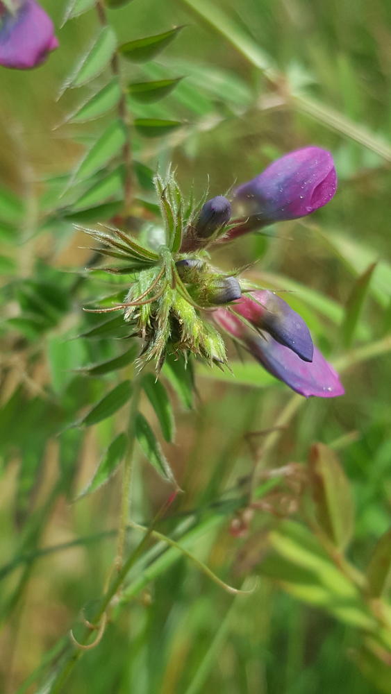 Annexe Vesce inflorescence