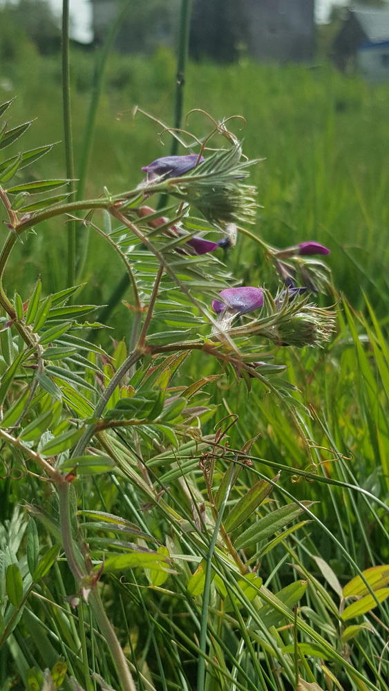 Annexe Vesce-feuille