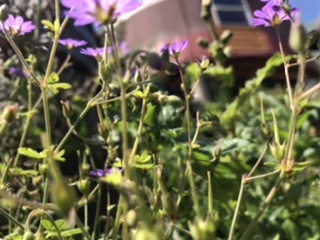 Annexe C039C1B4-C287-4438-9200-20E83C1DB309.jpeg