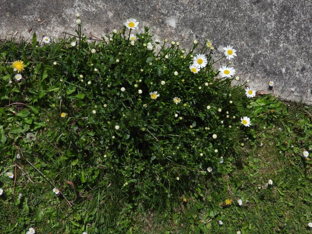 Annexe DSCN0279_c.JPG