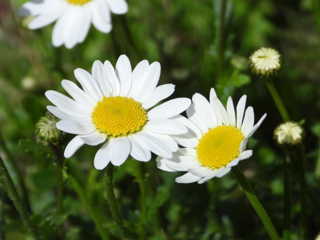 Annexe DSCN0289_c.JPG