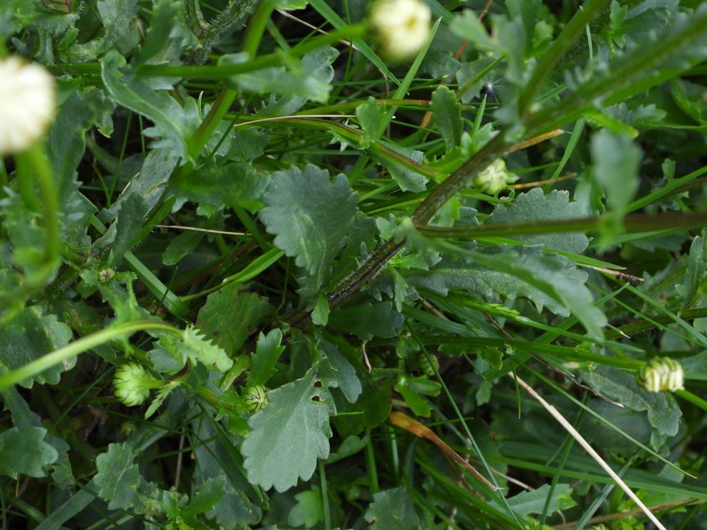 Annexe DSCN0303_c.JPG