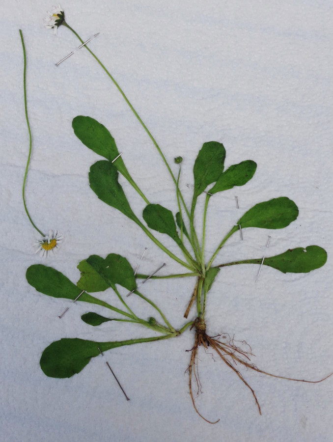 Annexe paquerette1.jpg