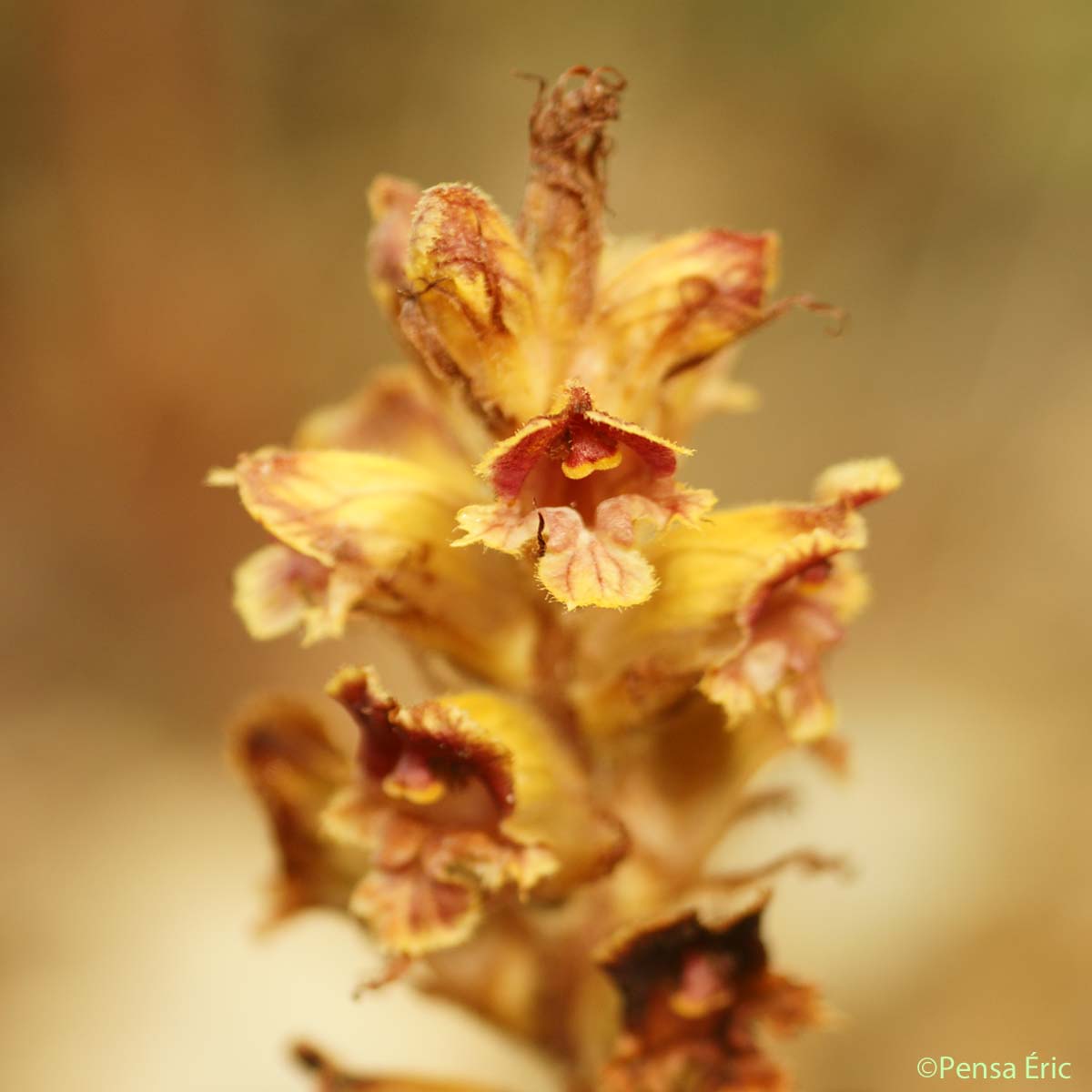 Annexe orobanche-grele-1.jpg