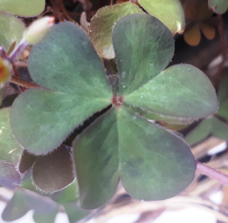 Annexe Oxalis - feuille.jpg