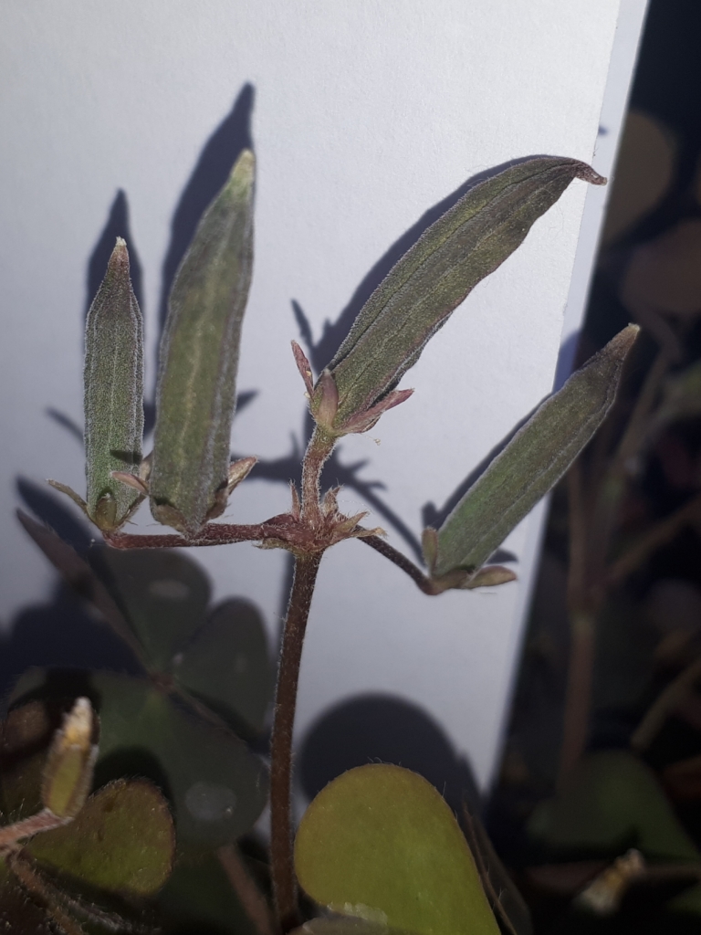 Annexe Oxalis - fruit.jpg