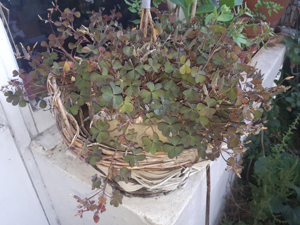 Annexe Oxalis - plante.jpg
