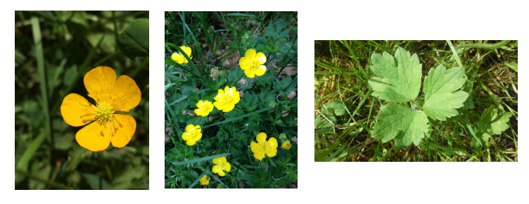 ranunculus(activ1_seq1)