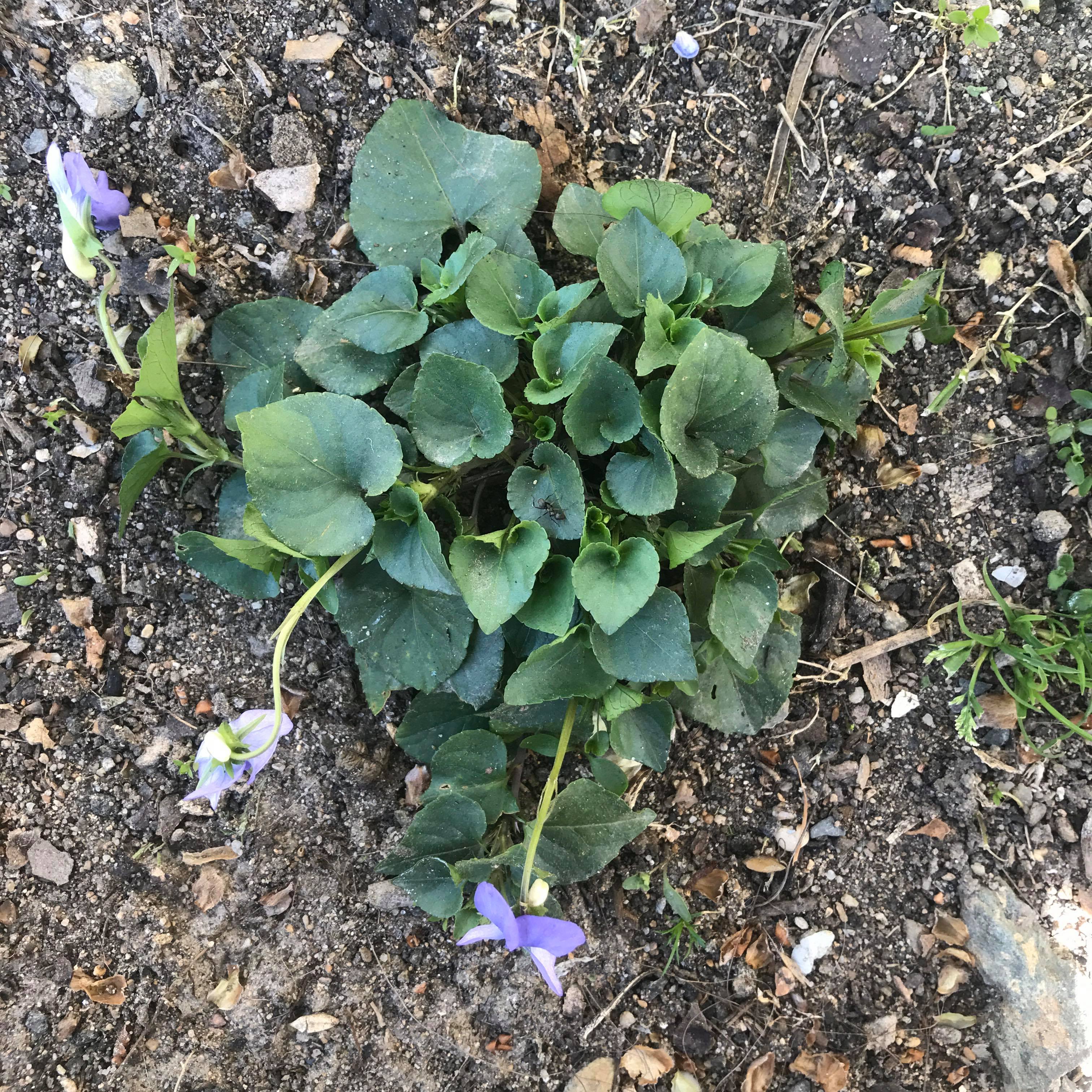 Vue globale de violette sauvage