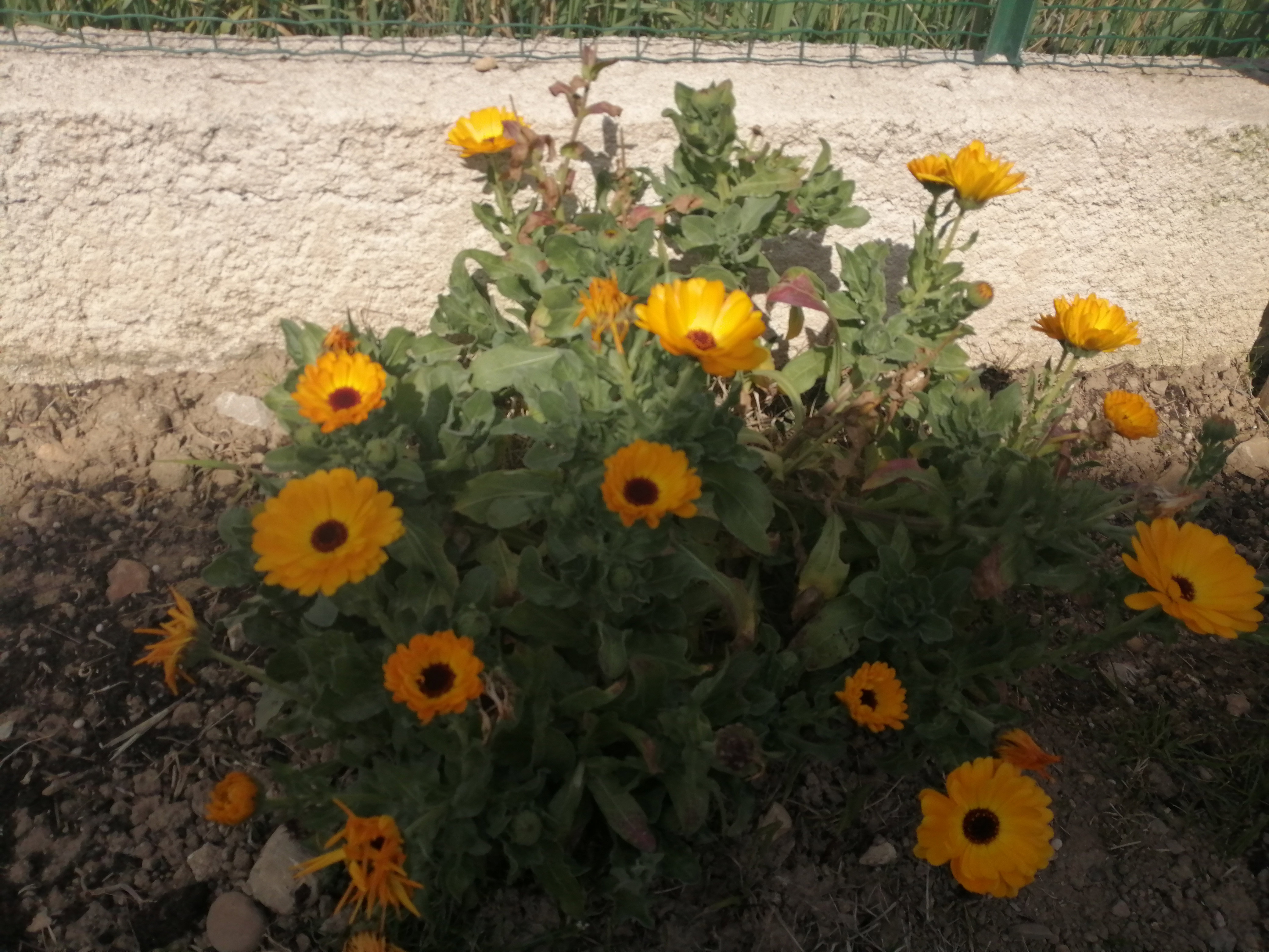 Port de la calendula officinalis