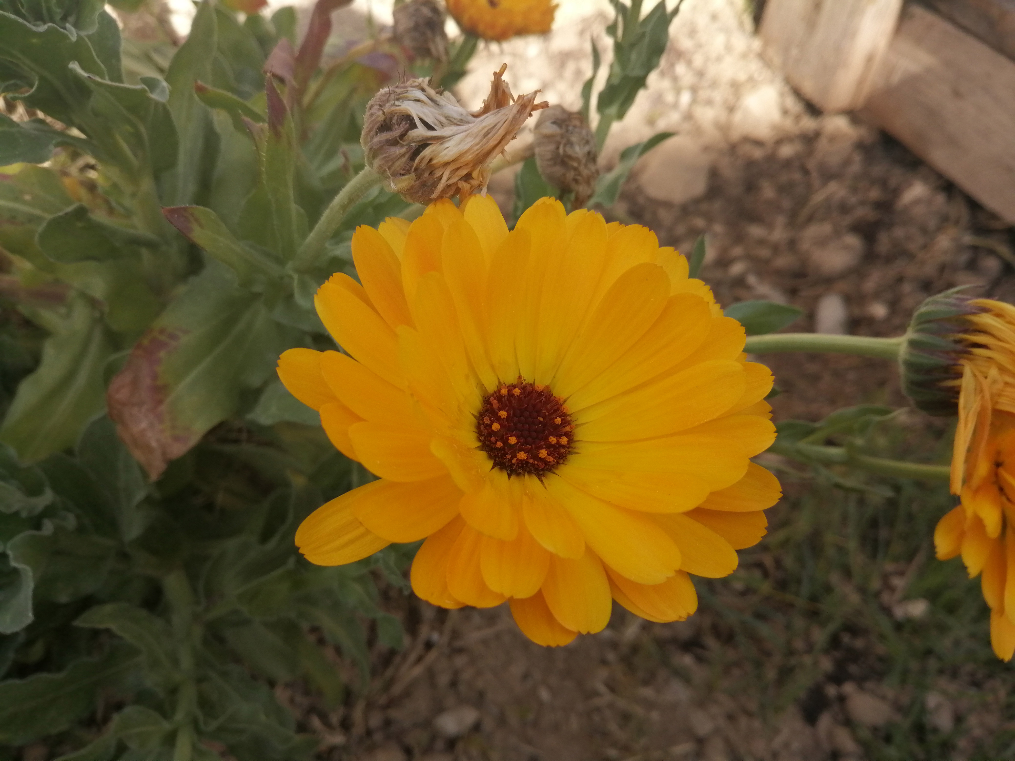 Port de la calendula officinalis
