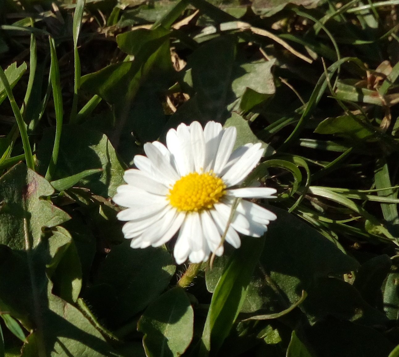 Pâquerette, Bellis perennis