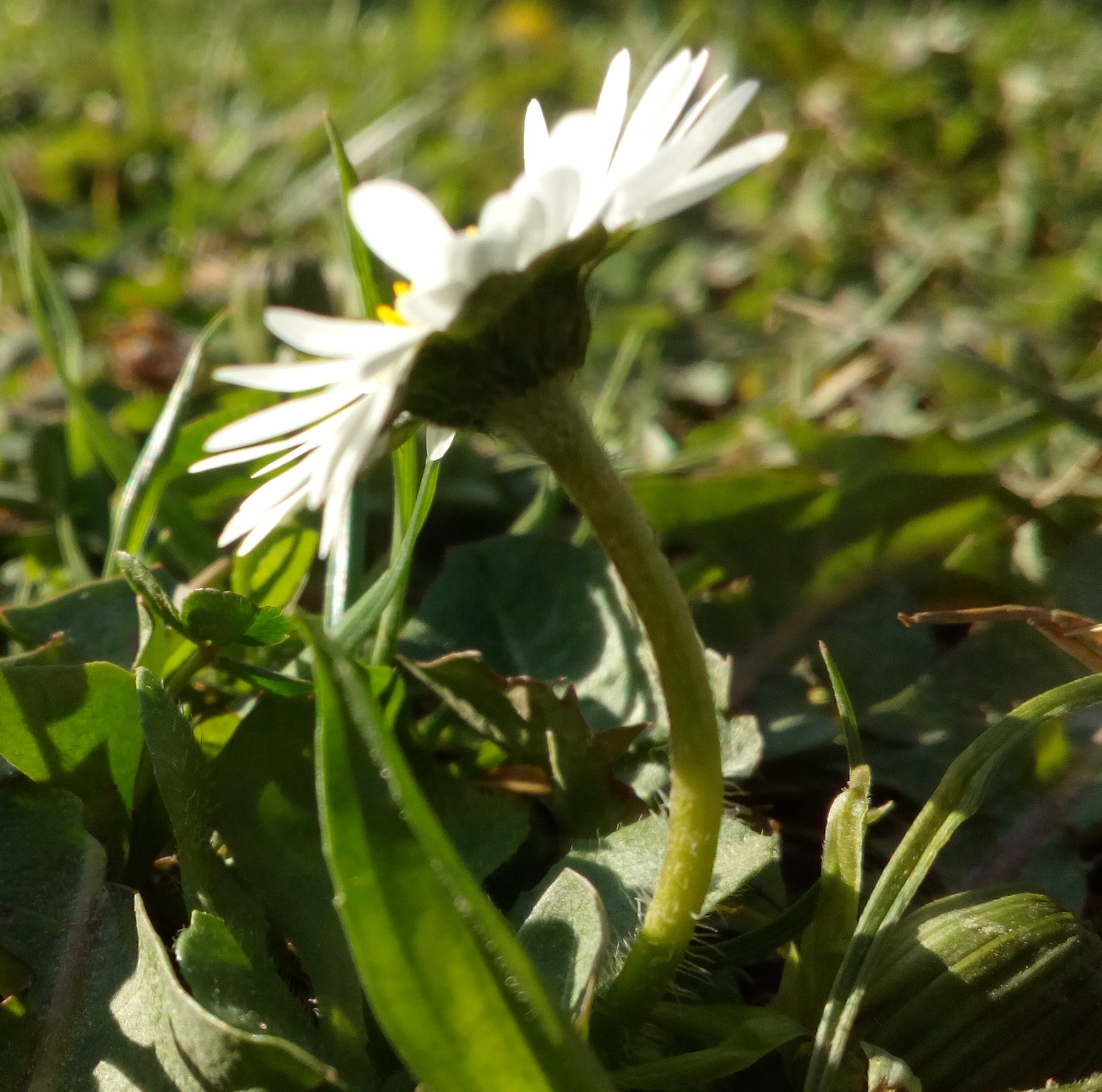 Tige et réceptacle florale de la pâquerette, Bellis Perennis