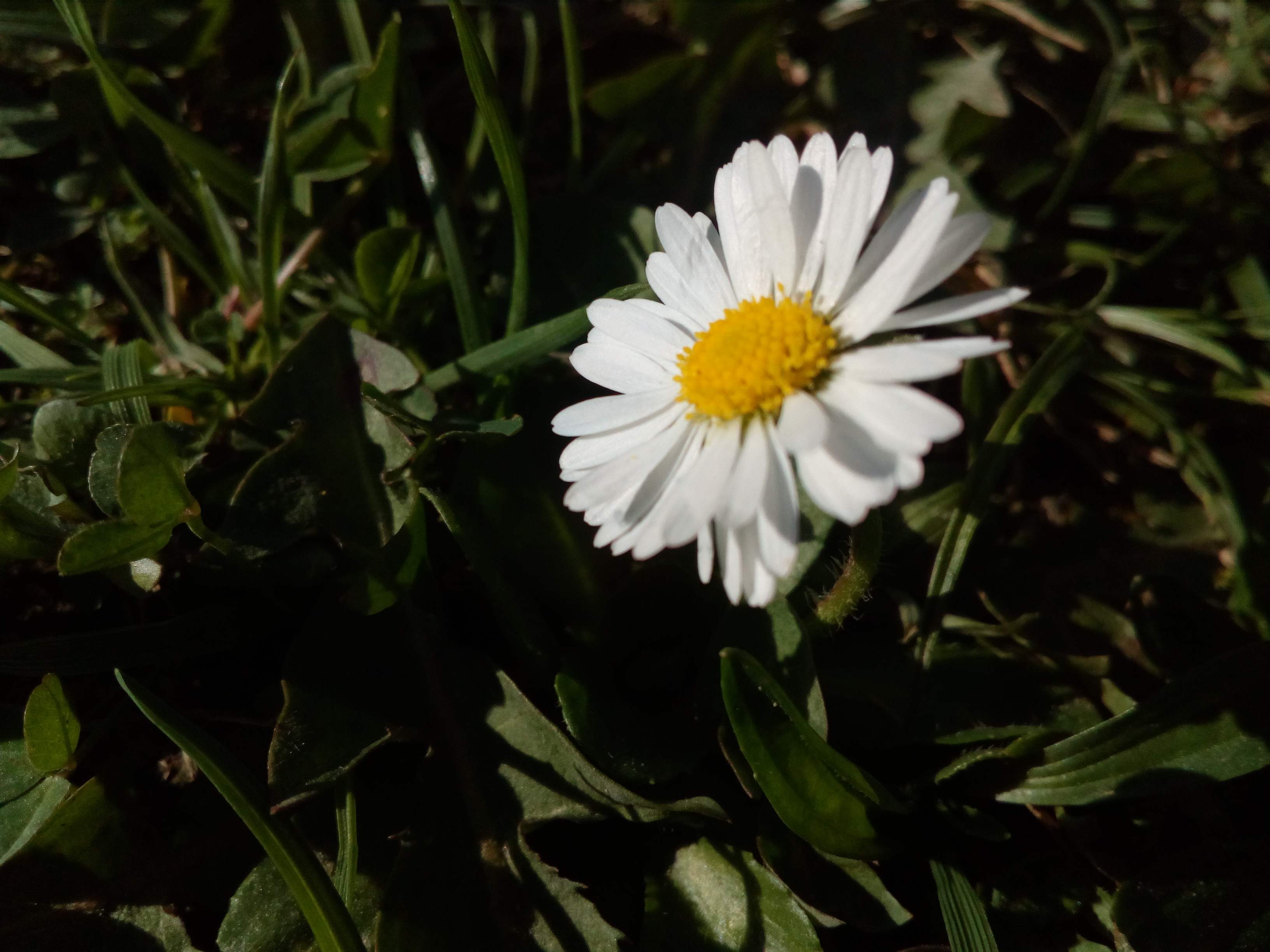Pâquerette entière (fleur, tige, feuilles en rosette)