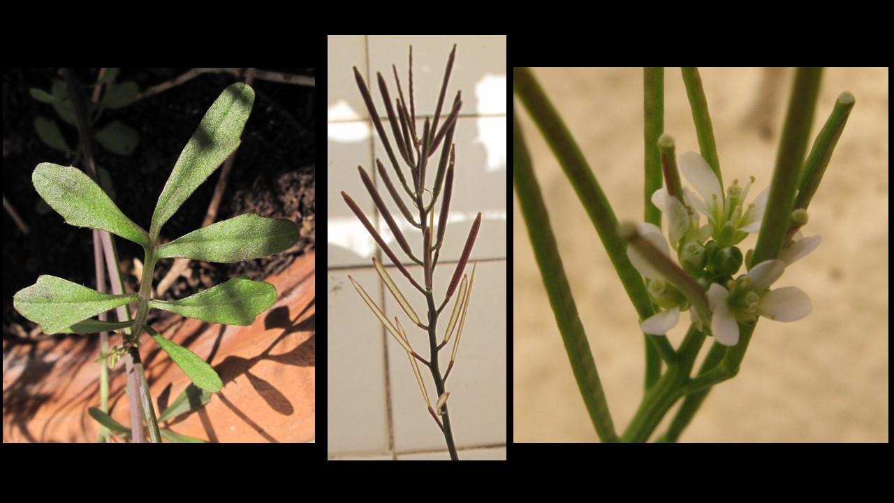 feuilles, fruits, fleur