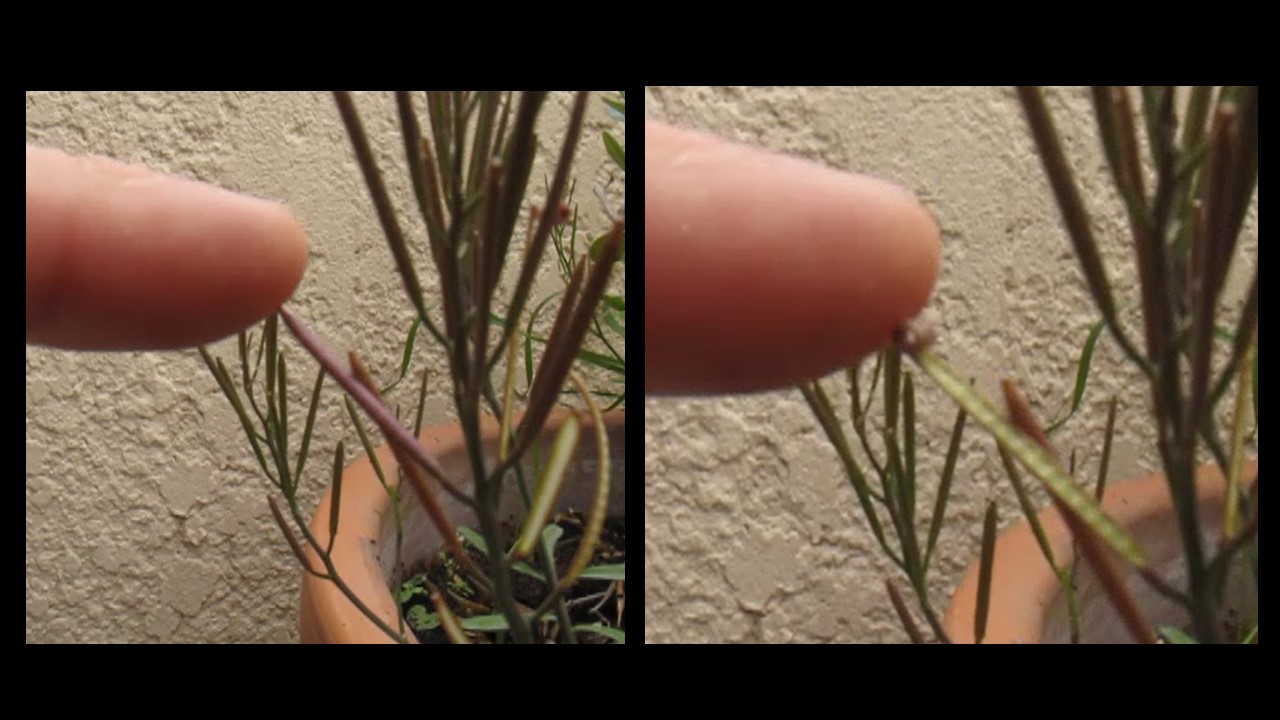 fruit avant et après expulsion graines