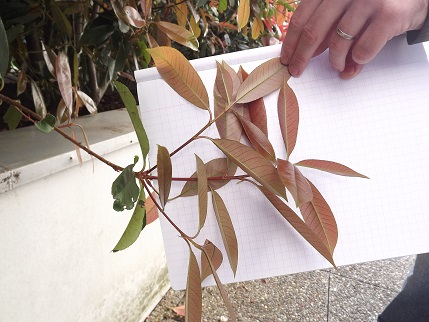 Tiges et dos feuilles