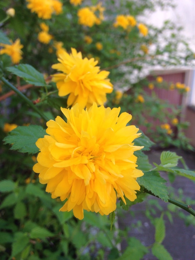 zoom sur la fleur de la corète du japon
