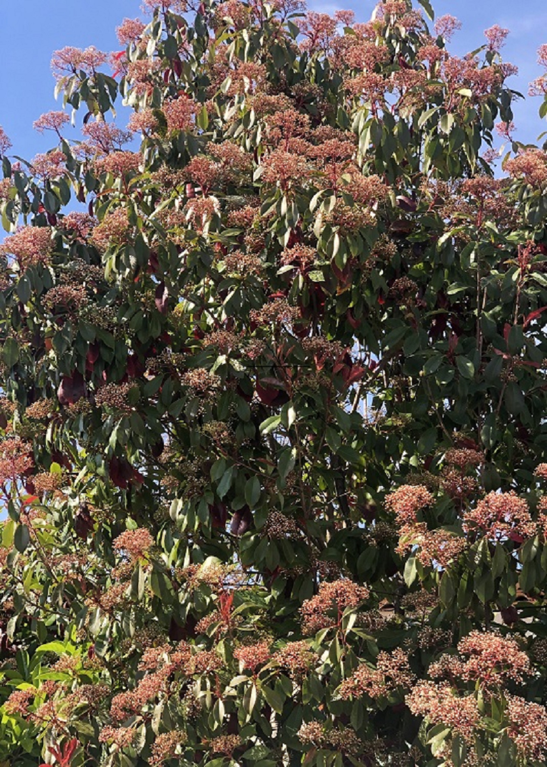 photo d'ensemble du photinia