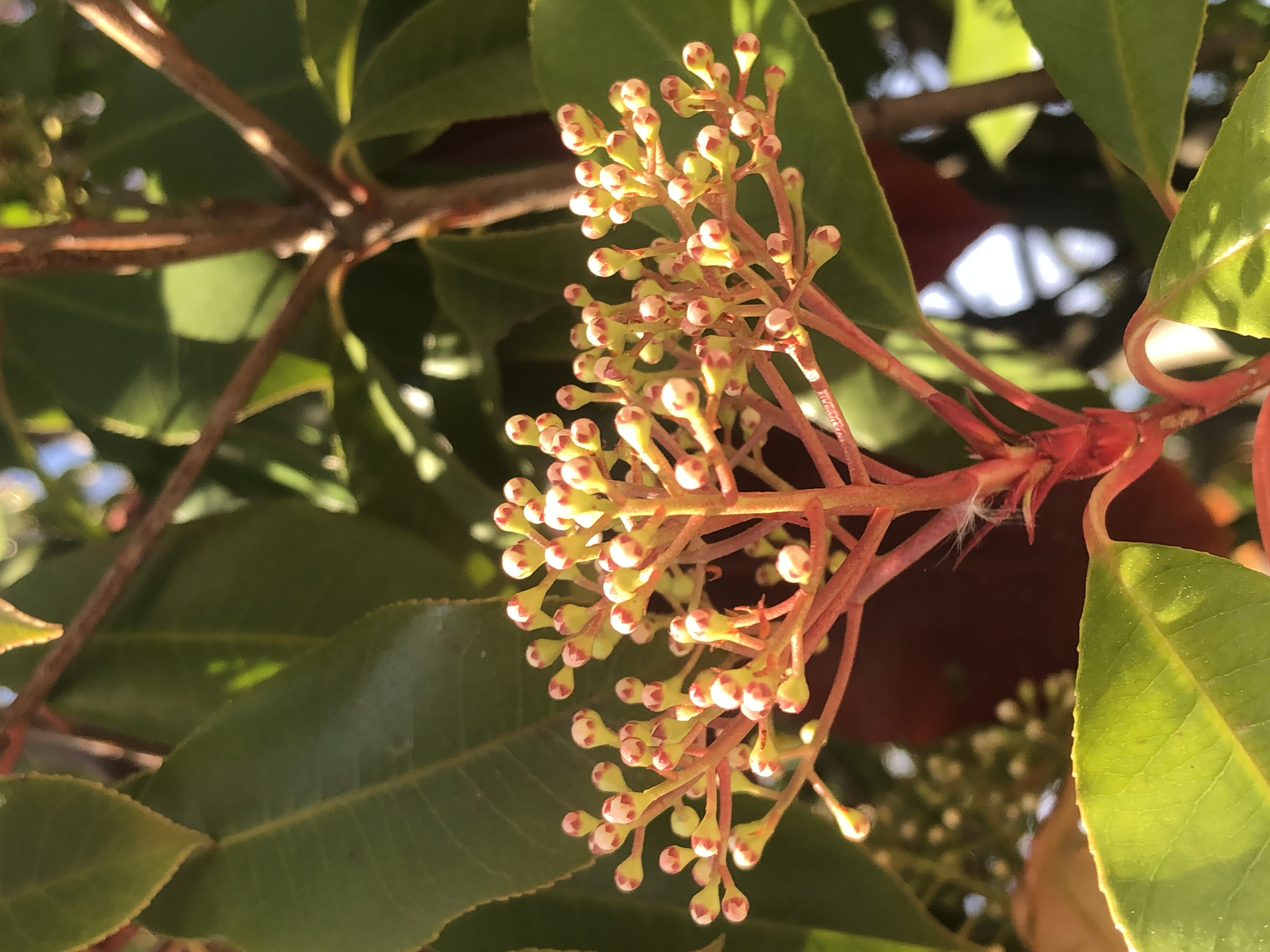 photo de fleur non épanouie du photinia