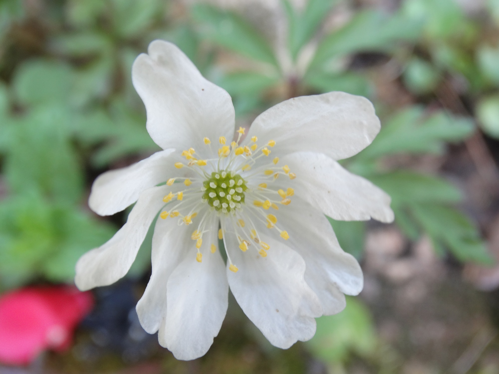 Appareil reproducteur (fleur) d'Anemone nemorosa