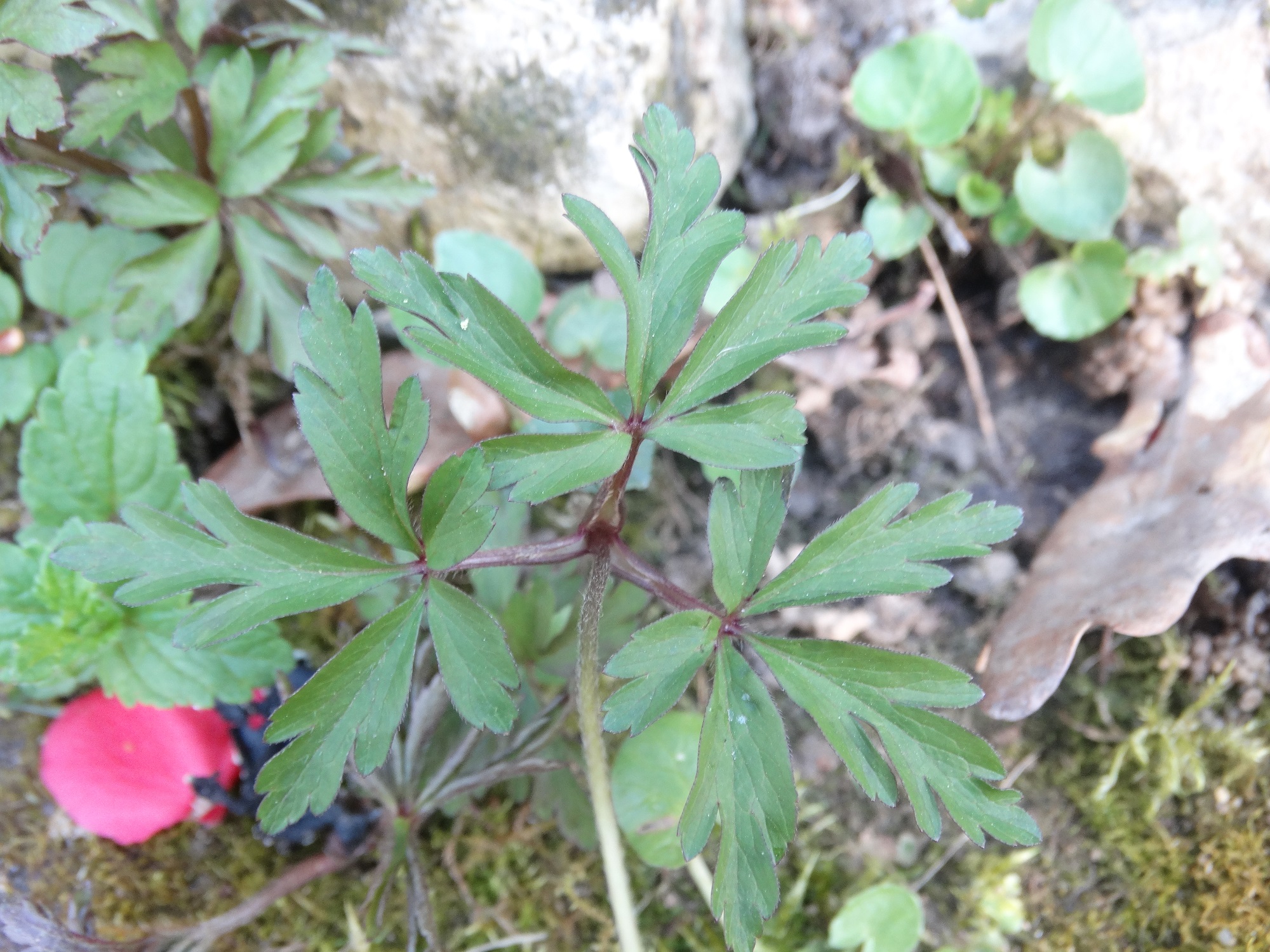 Feuilles d'Anemone nemorosa