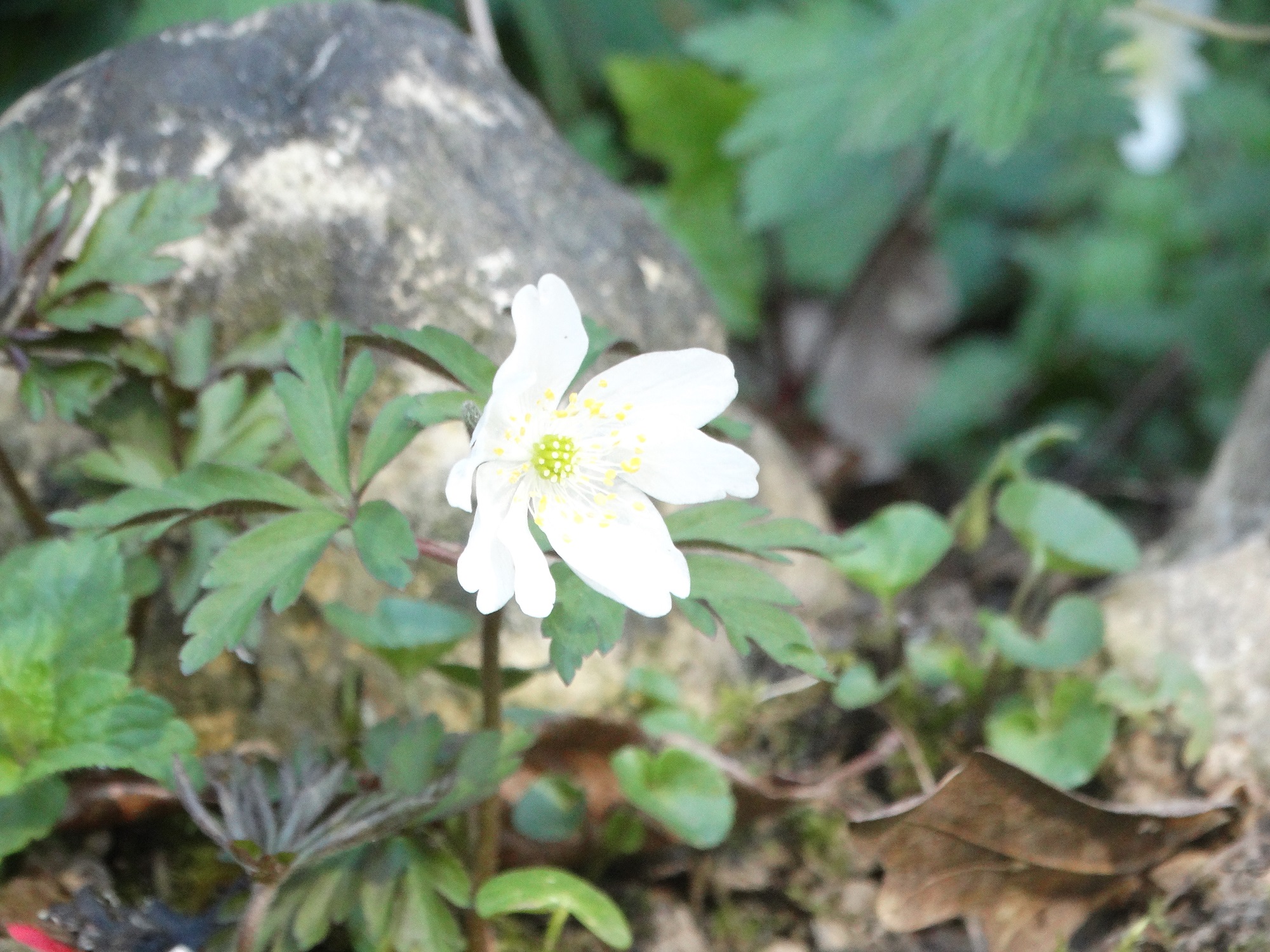 Anemone nemorosa (plan général)