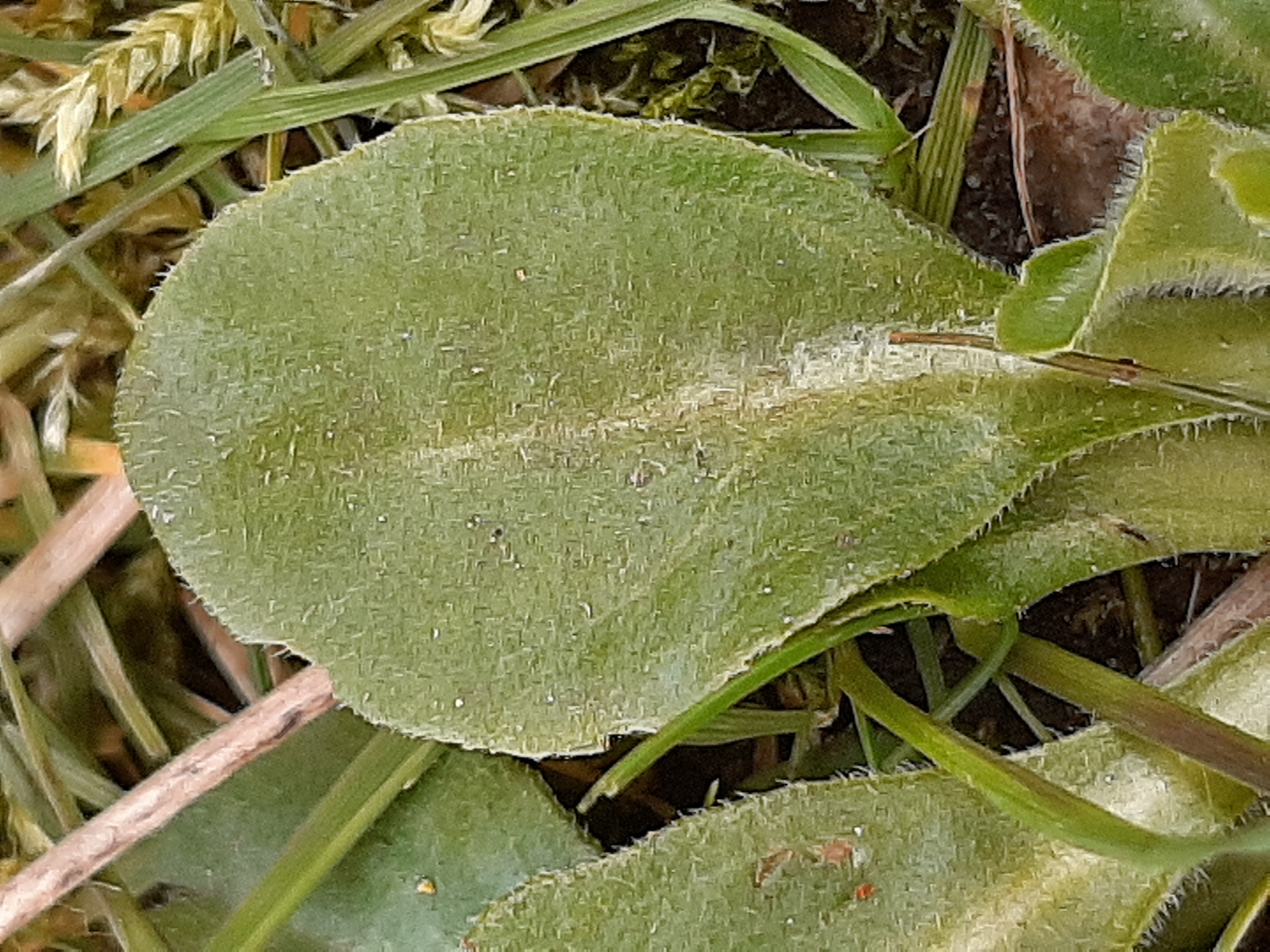 pâquerette (feuille)