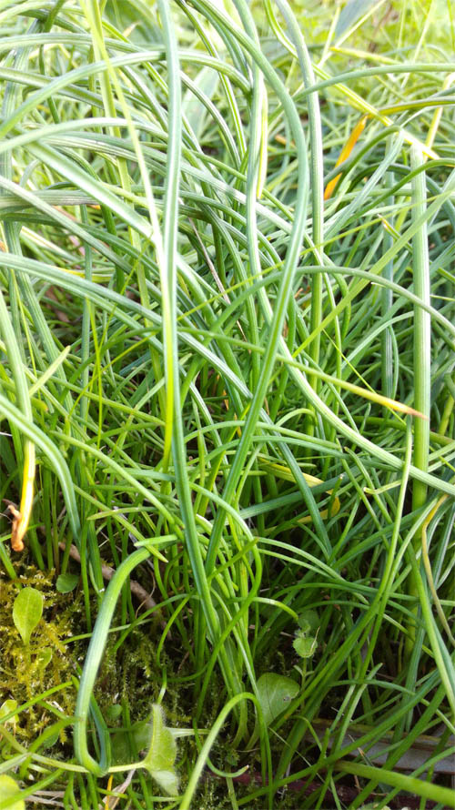 Touffe de feuilles de muscari