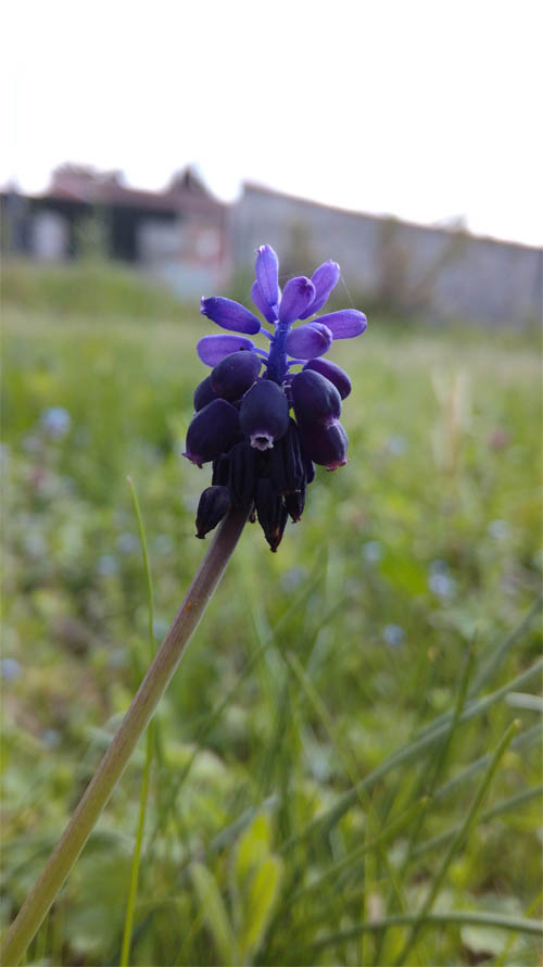 Muscari fleur