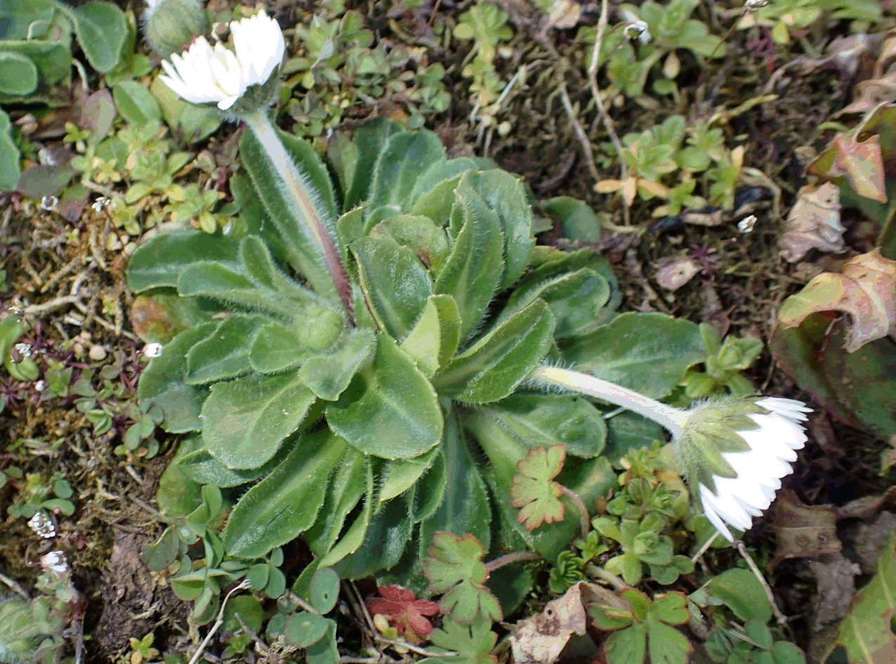 Vue globale de cette paquerette