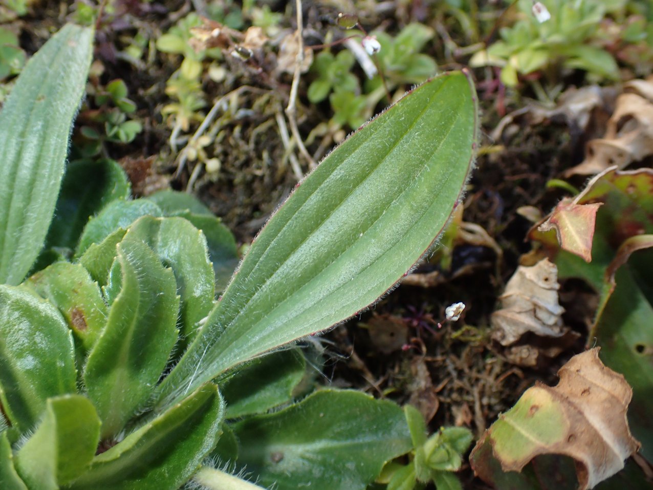 Feuille lancéolée velue à nervures longitudinales parallèles
