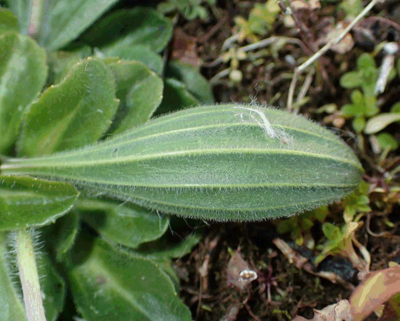 Veu de dessous de la feuille. Velue le long des nervures.