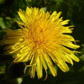 fleur de pissenlit lyj