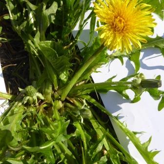 vue d'ensemble d'un pissenlit