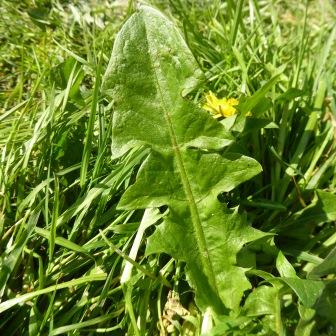 feuille de pissenlit lyj