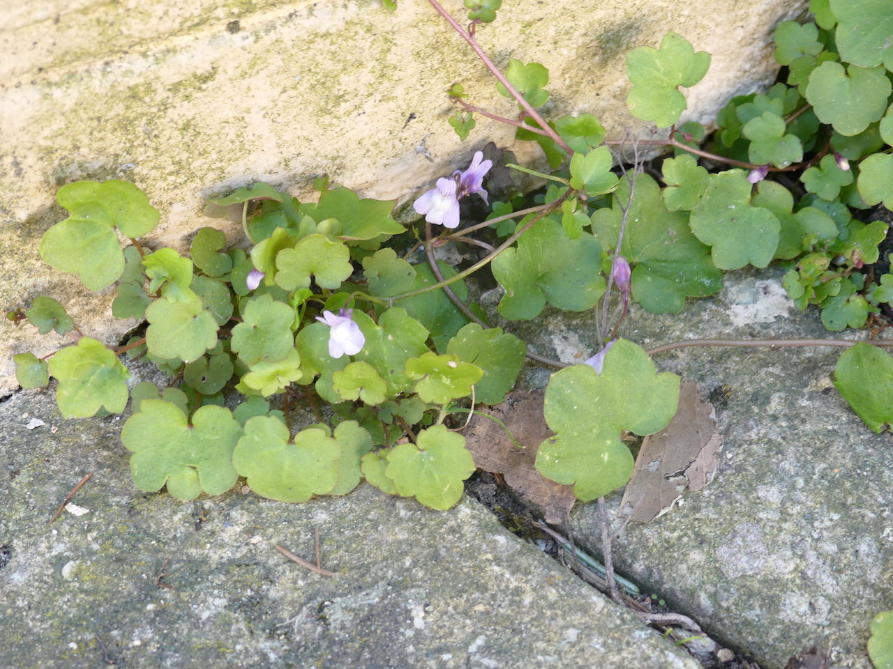 Cymbalaria muralis vue globale