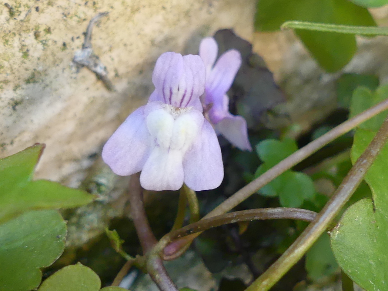Cymbalaria muralis vue de face