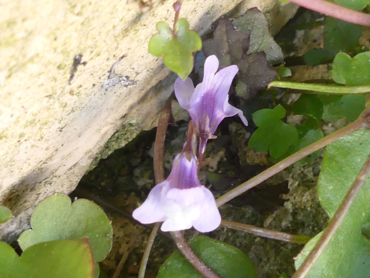 Cymbalaria muralis du dessus base de la fleur violet foncé et les pétales de la couronne blanc violacé