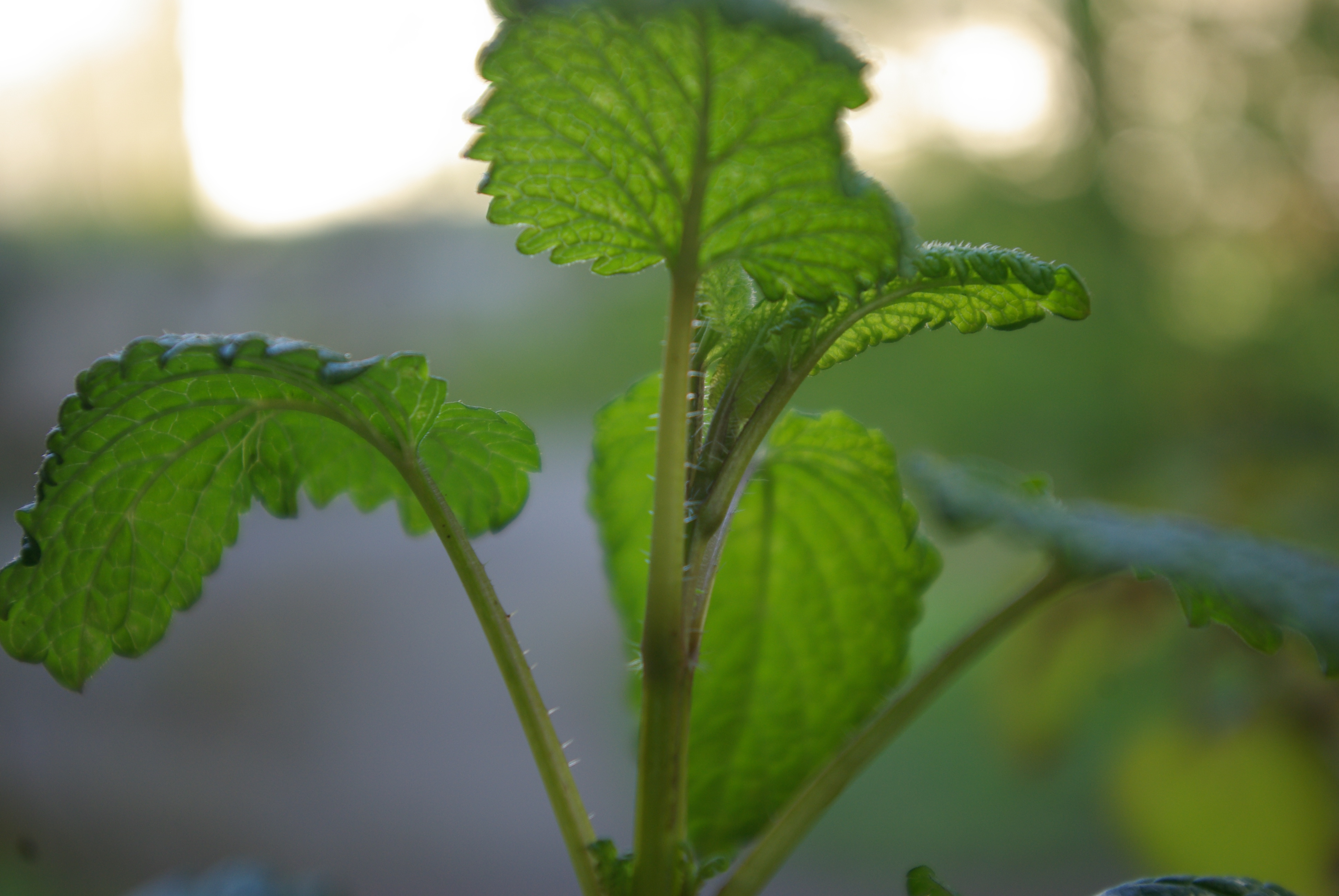 la tige et quelques feuilles