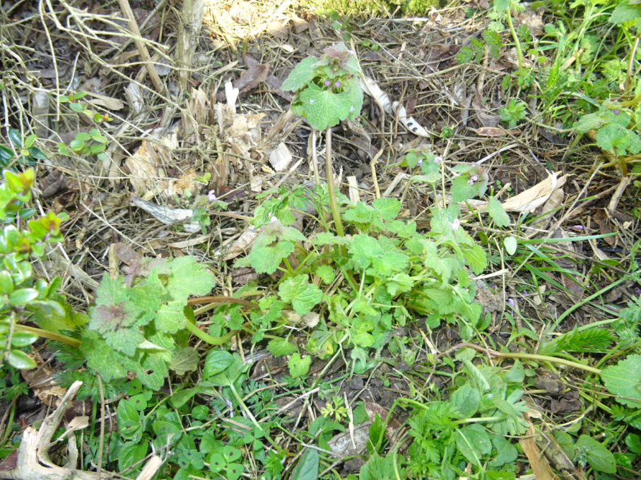 Lamium purpureum vue globale