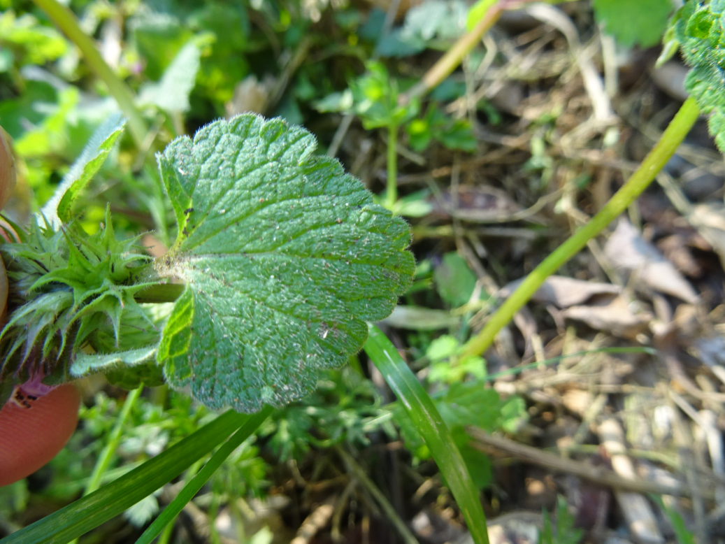 Lamium purpureum feuille